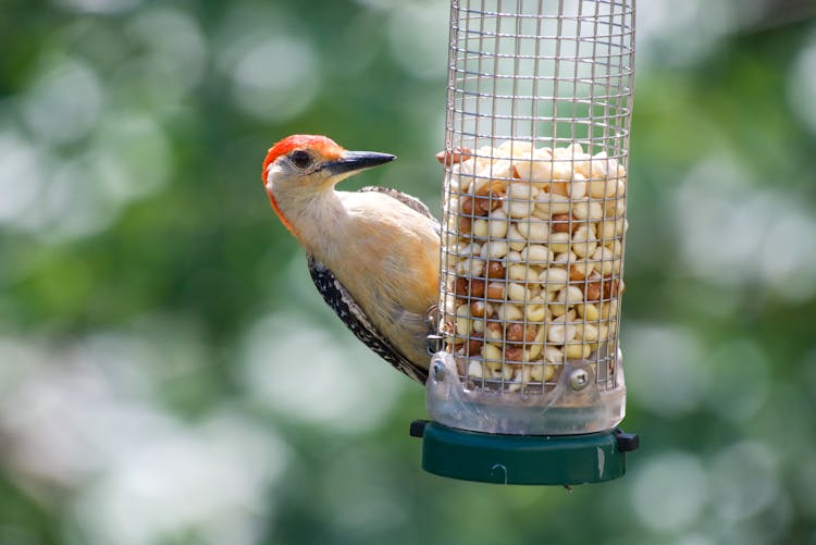 A Woodpecker On A Feeder 