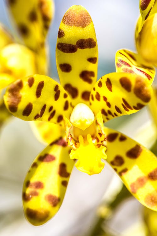 Immagine gratuita di fiore, macro, natura