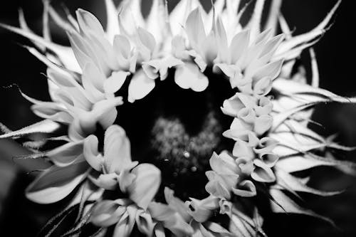 Free stock photo of black and white, close up view, macro photography