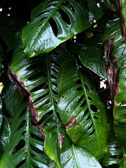 คลังภาพถ่ายฟรี ของ ป่าฝน, สีเขียว, อบอุ่น