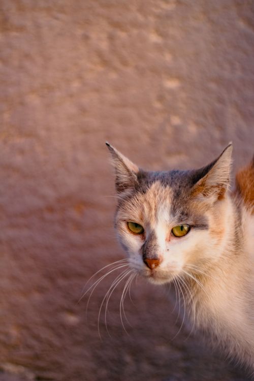 Free A detailed close-up shot of a domestic cat with striking green eyes. Stock Photo