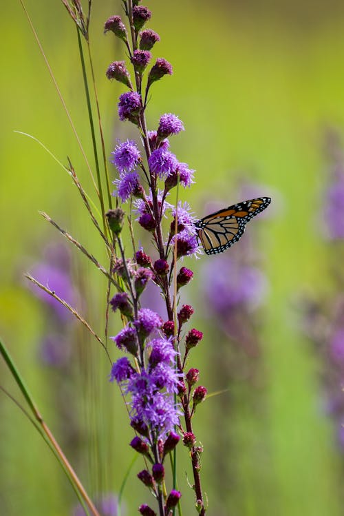 A Butterfly Perched on Purple Flowers