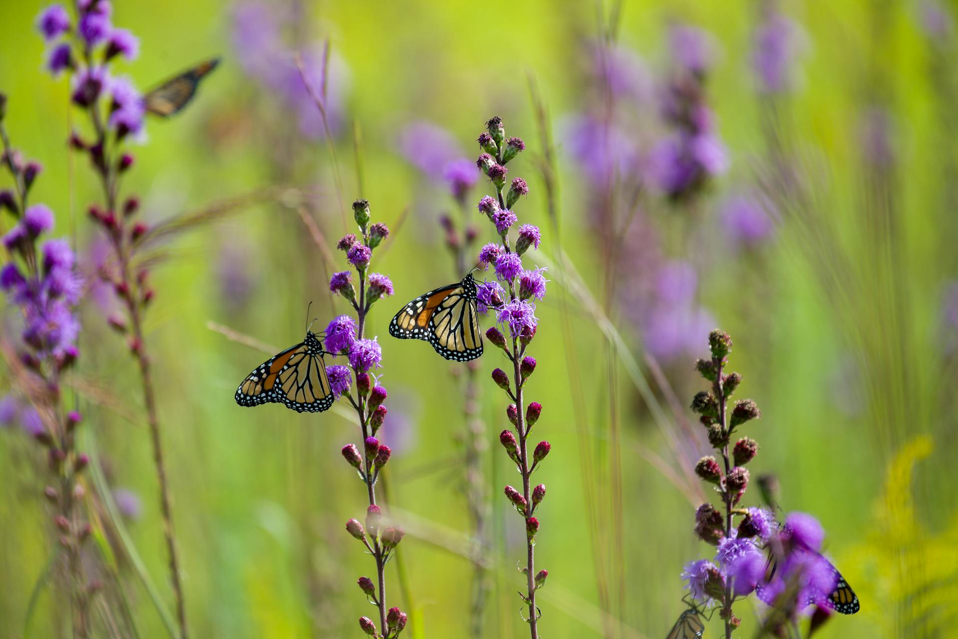 Beautiful monarch butterflies perched on wildflowers in a sunny meadow, capturing nature's delicate beauty.