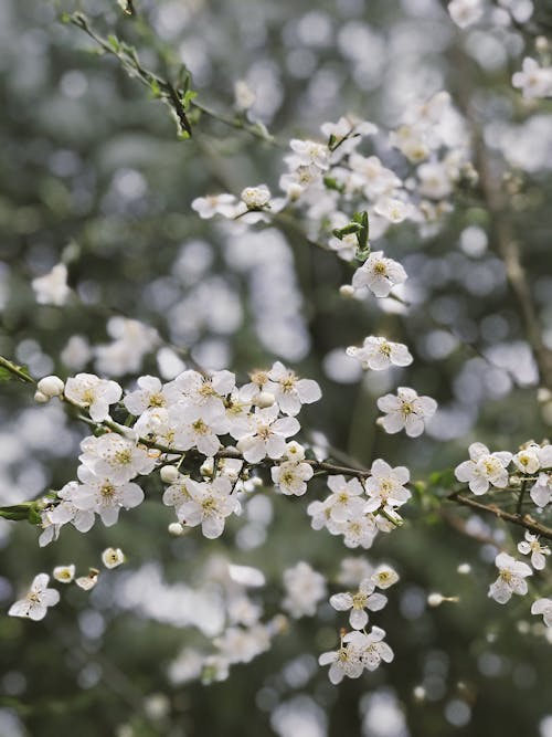 Gratis stockfoto met detailopname, kersenbloesems, onscherpe achtergrond