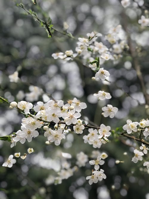 Kostenloses Stock Foto zu blumenphotographie, flora, frühling