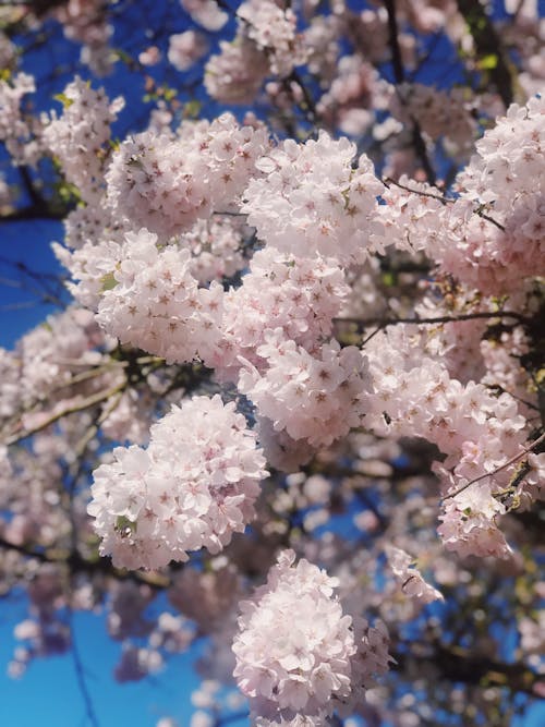 Δωρεάν στοκ φωτογραφιών με sakura, άνθη κερασιάς, ανθίζω Φωτογραφία από στοκ φωτογραφιών