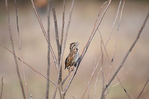 A Song Sparrow Perched on a Branch