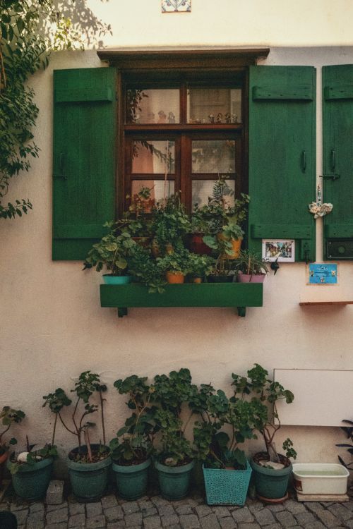 Free A quaint window with green shutters adorned by thriving potted plants in a cozy garden setting. Stock Photo