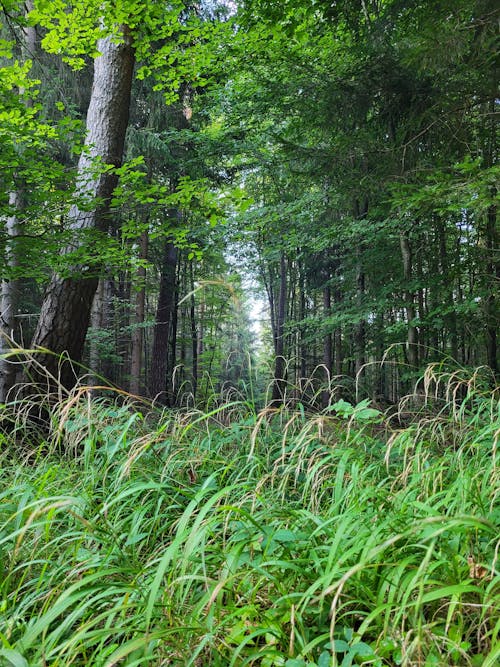 Fotobanka s bezplatnými fotkami na tému les, lesy, príroda