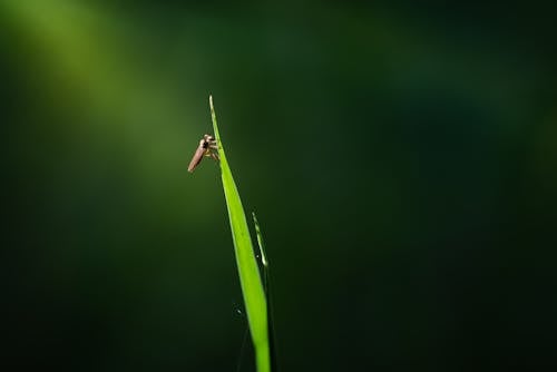 Close-up of an Insect on a Grass Blade 