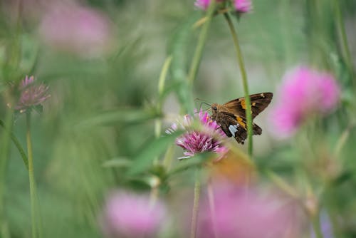 A Brown Butterfly Perched on a Purple Flower