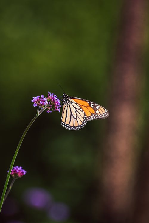 Monarch Butterfly Perched on Purple Flower in Close Up Photography