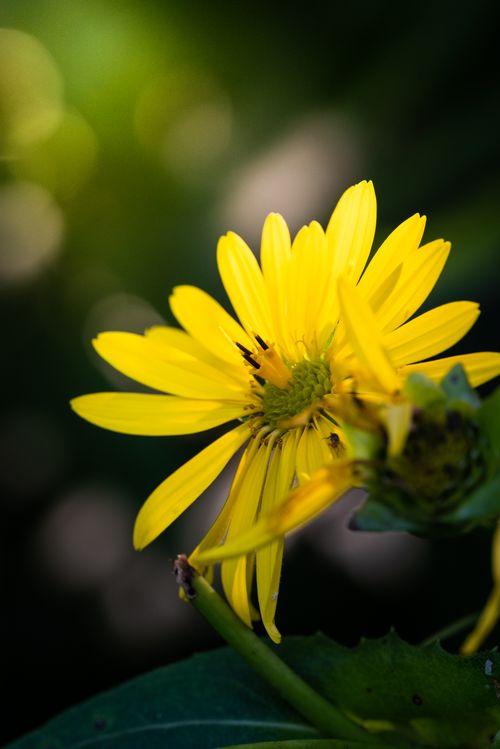 Free Close-up of a vibrant yellow Silphium perfoliatum flower in full bloom. Stock Photo
