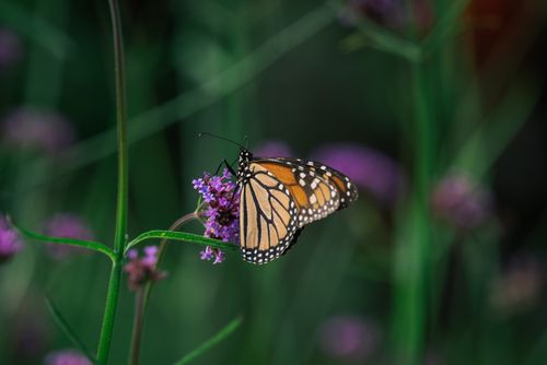 Free Detailed photo of a monarch butterfly perched on vivid purple flowers during summer outdoors. Stock Photo