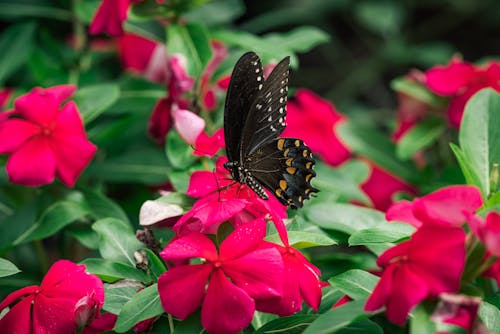 Black Butterfly with Yellow and White Spots Perched on a Pink Flower