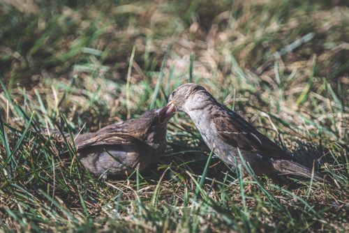 Free Close-up of two sparrows interacting on a grassy field, showcasing natural behavior. Stock Photo