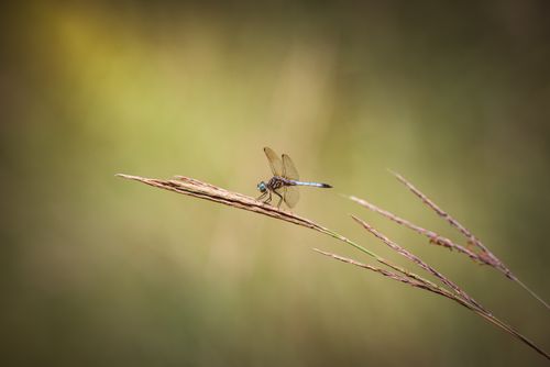 Free Close-up of a dragonfly perching on grass in a natural setting with a blurry background. Stock Photo