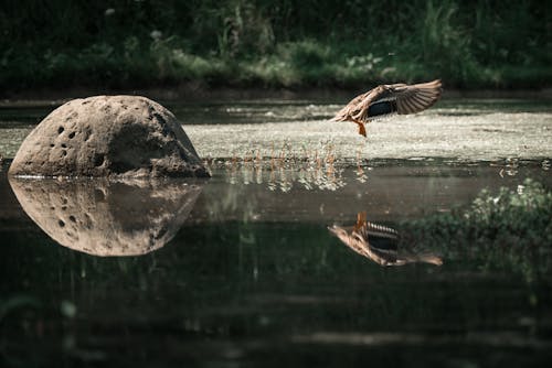 Бесплатное стоковое фото с вода, водоплавающая птица, животное