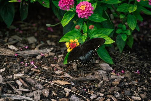 Free A majestic black butterfly perched on colorful flowers in an outdoor garden setting. Stock Photo