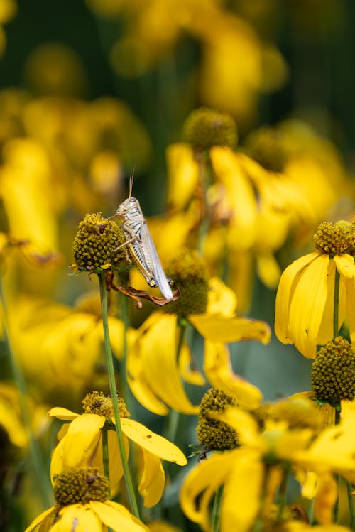 Brown Grasshopper Perched on Yellow Flower in Close Up Photography