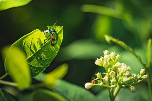 Free Vivid iridescent beetle on green leaf with blurred background, showcasing nature's beauty. Stock Photo