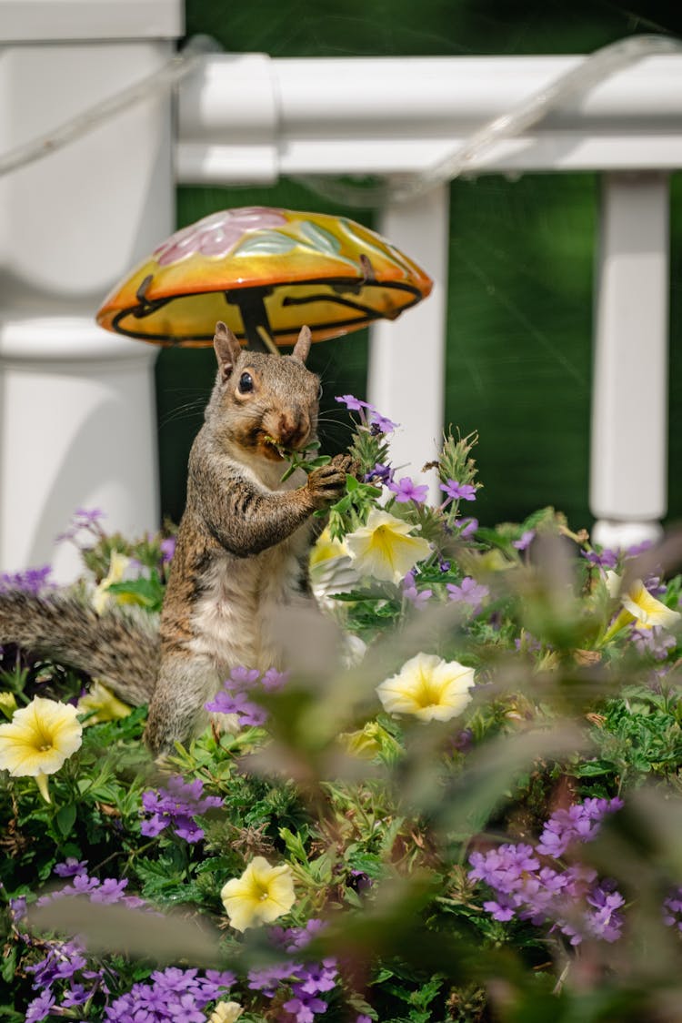 Brown Squirrel Eating Leaves