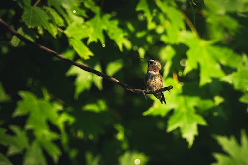 Black and Gray Bird on Tree Branch