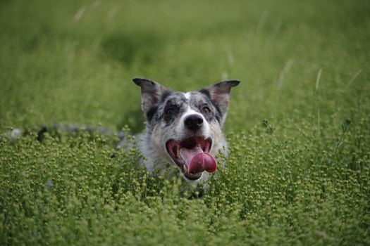 Playful border collie with tongue out, enjoying a run through a grassy field.
