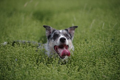 Free Playful border collie with tongue out, enjoying a run through a grassy field. Stock Photo