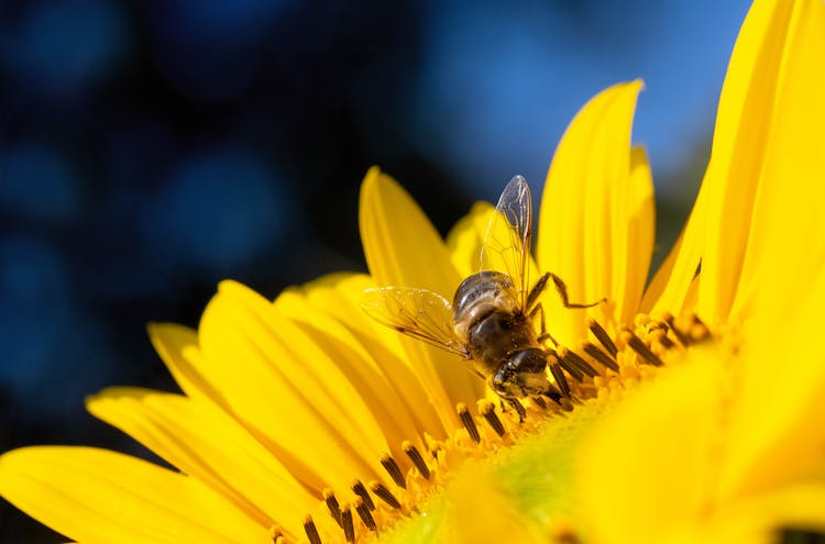 Macro Photography Of Bee On A Yellow Flower 