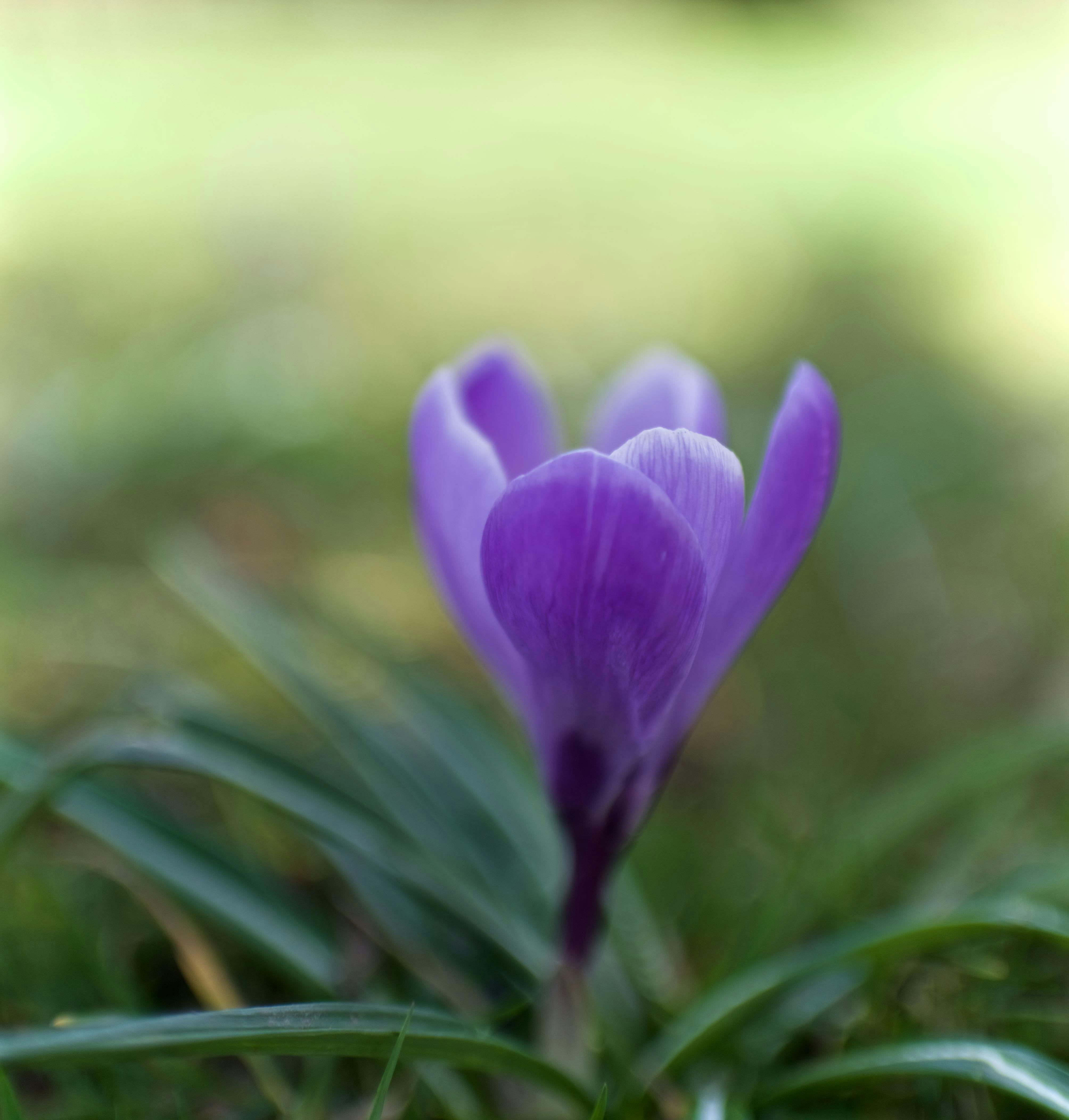 すべての美しい花の画像 綺麗な花 クロッカス紫