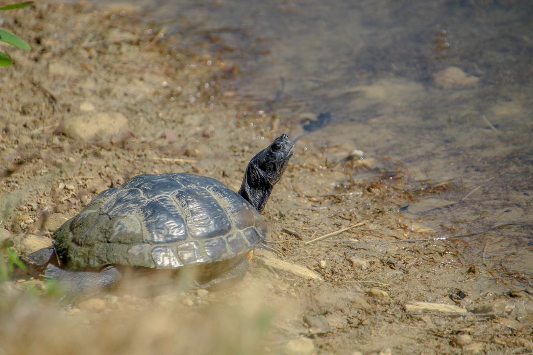 Box Turtle Reproduction: A Simple Guide to Breeding & Care