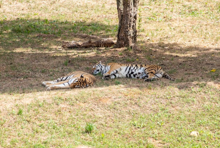 Two Tigers Lying Down On The Grass 