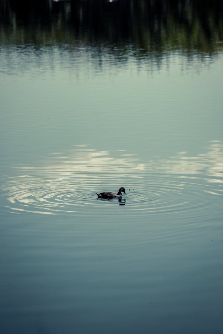 A Duck On The Water