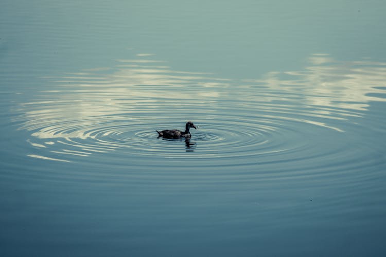 A Duck On Water