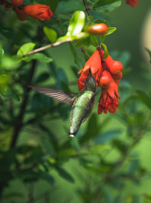 Ruby-throated hummingbird on a Fruit Bearing Plant 