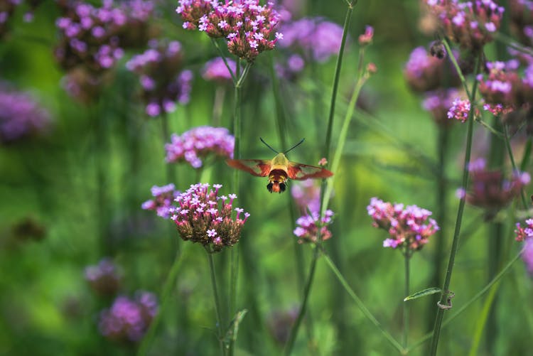 A Butterfly Flying Near Purple Flowers