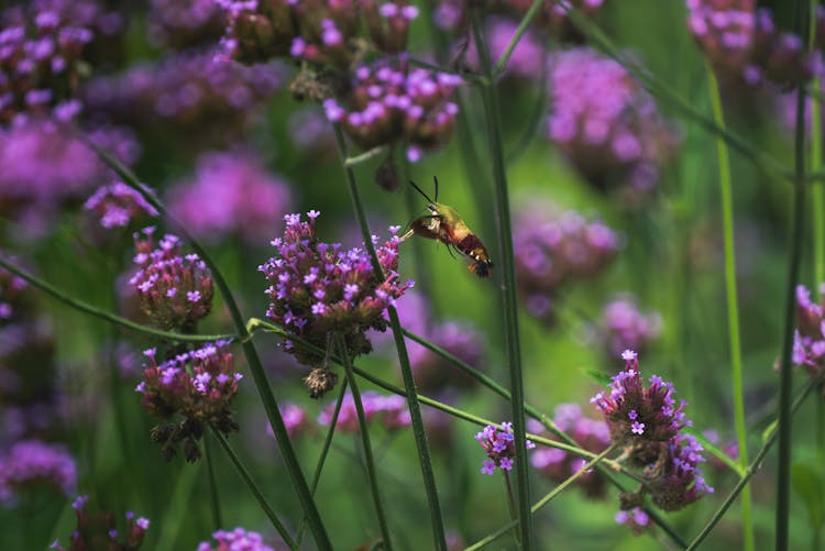 Insect On A Flower