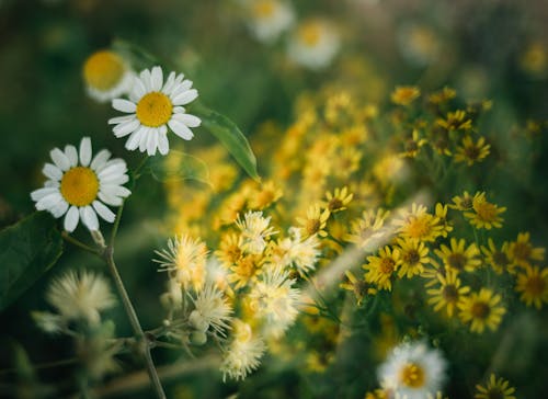 Fotobanka s bezplatnými fotkami na tému biele kvety, botanika, divé kvety