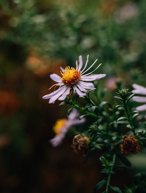 Close-up of White Flowers on Green Plants