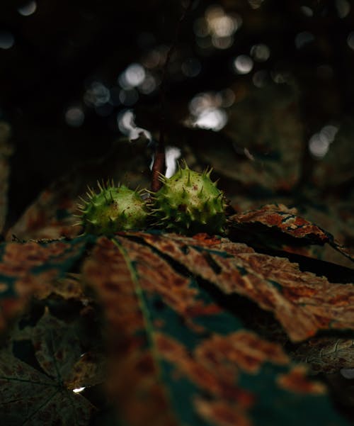 Close-up of Chestnuts in the Shell