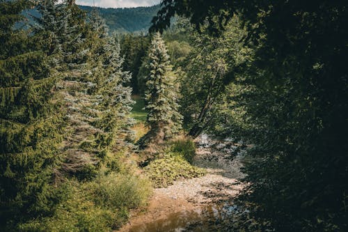 Stream in Forest in Summer