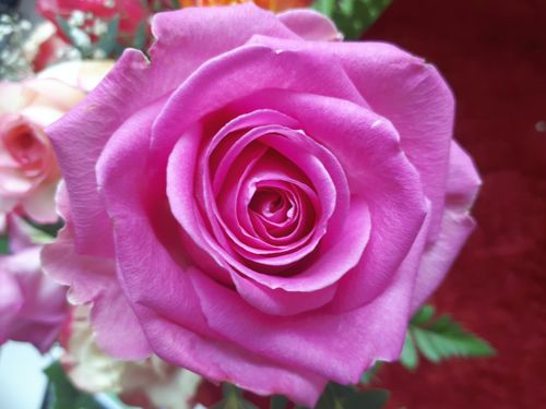 Free stock photo of rose Stock Photo