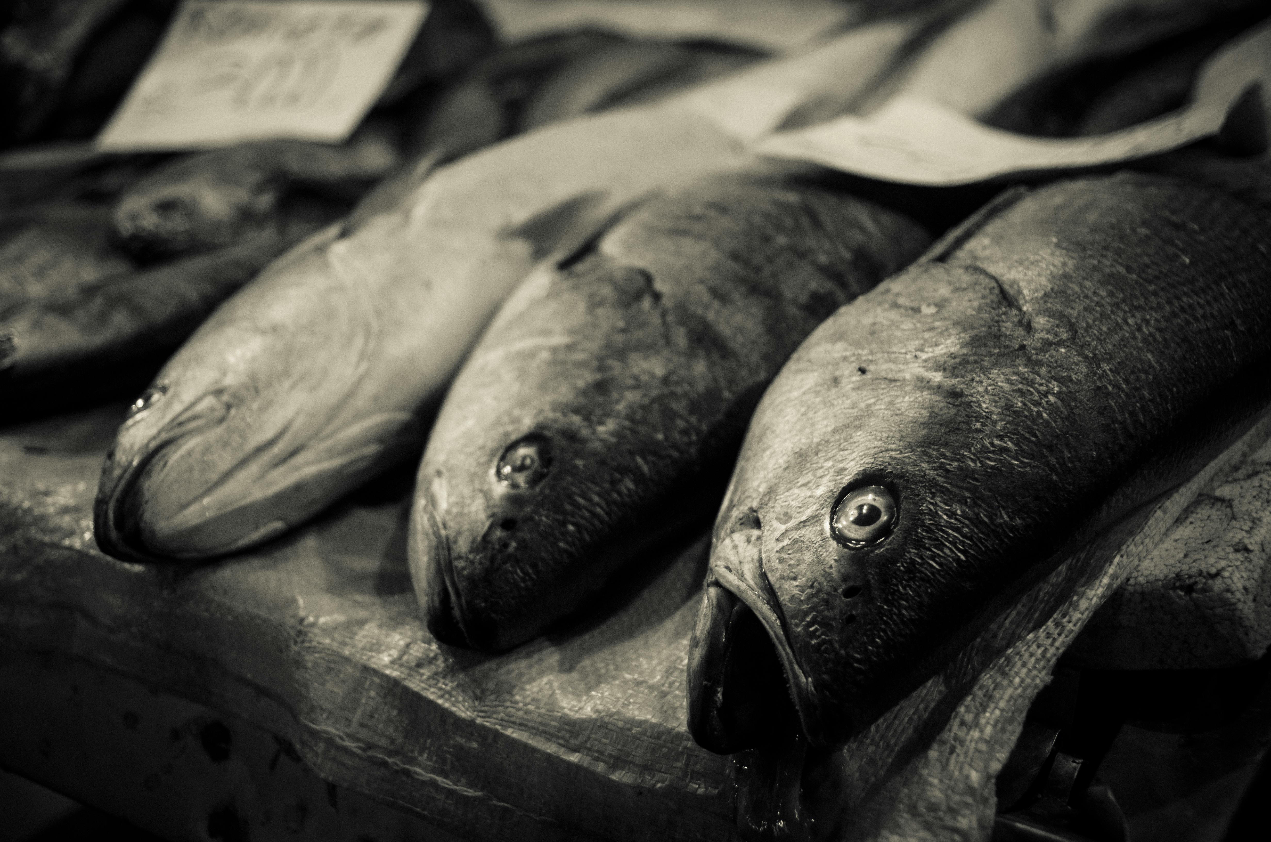 Free stock photo of fish, monochromatic, sepia