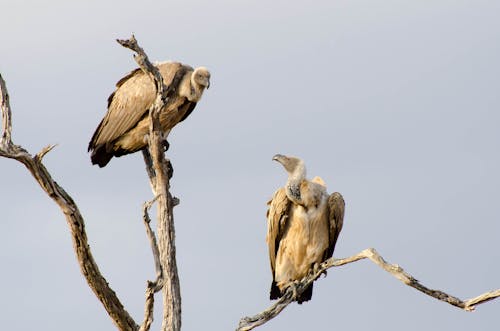 Two Vultures perched on a Tree Branch 