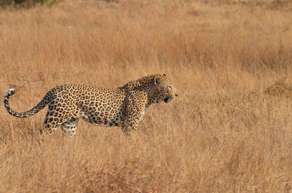 South Luangwa Walking Safari Planning for Leopards and Lions