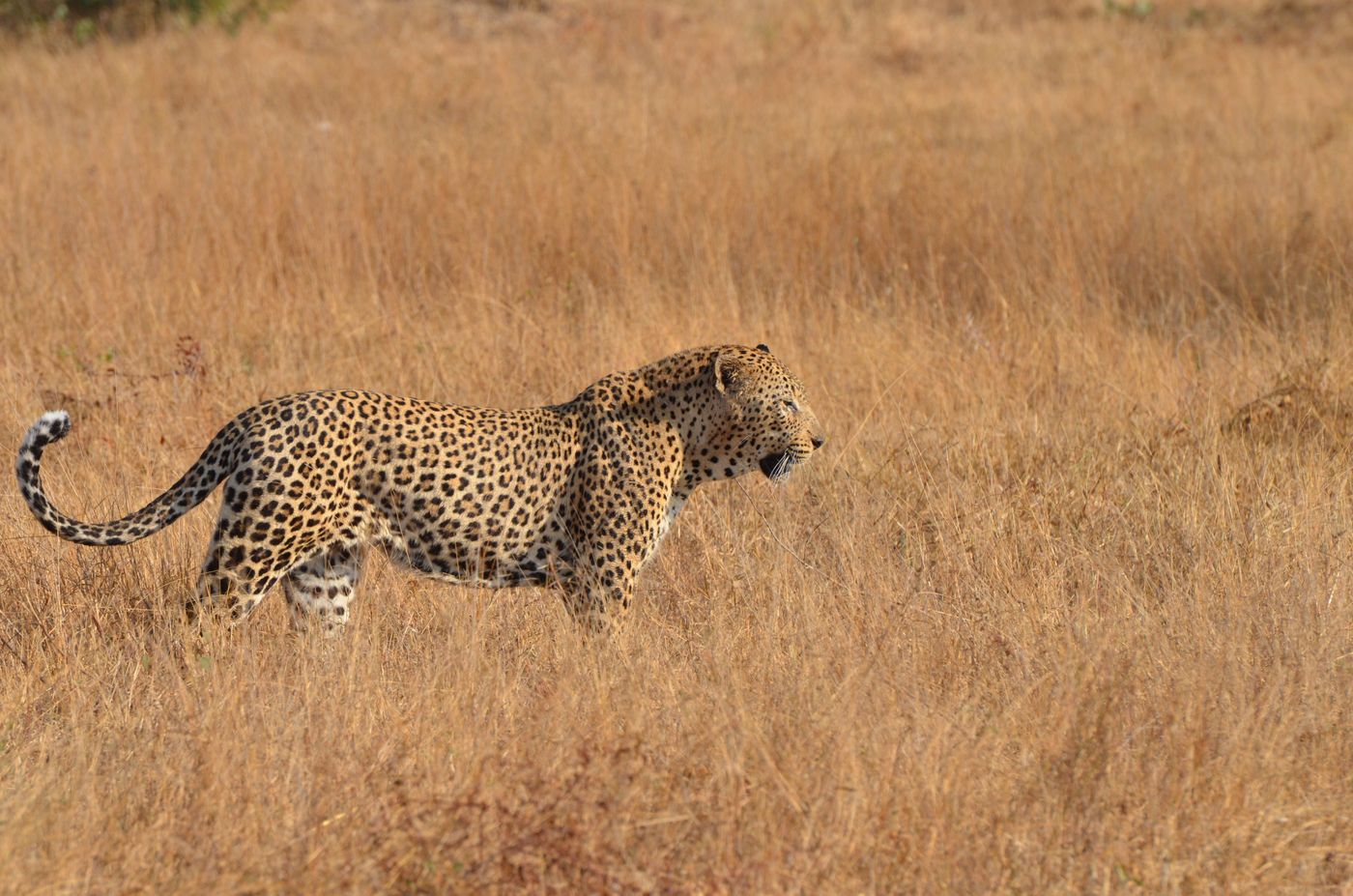 A leopard walking through the South African bush