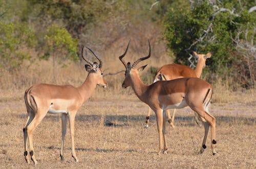 Δωρεάν στοκ φωτογραφιών με bovidae, impala, αντιλόπη