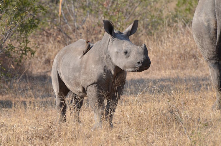 Bird Sitting On Back Of Baby Rhino