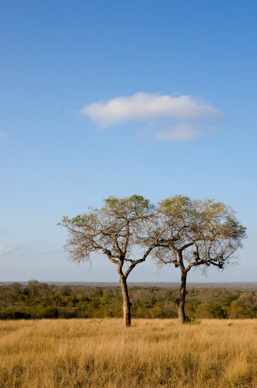 垂直拍攝, 成長中, 樹木 的 免費圖庫相片